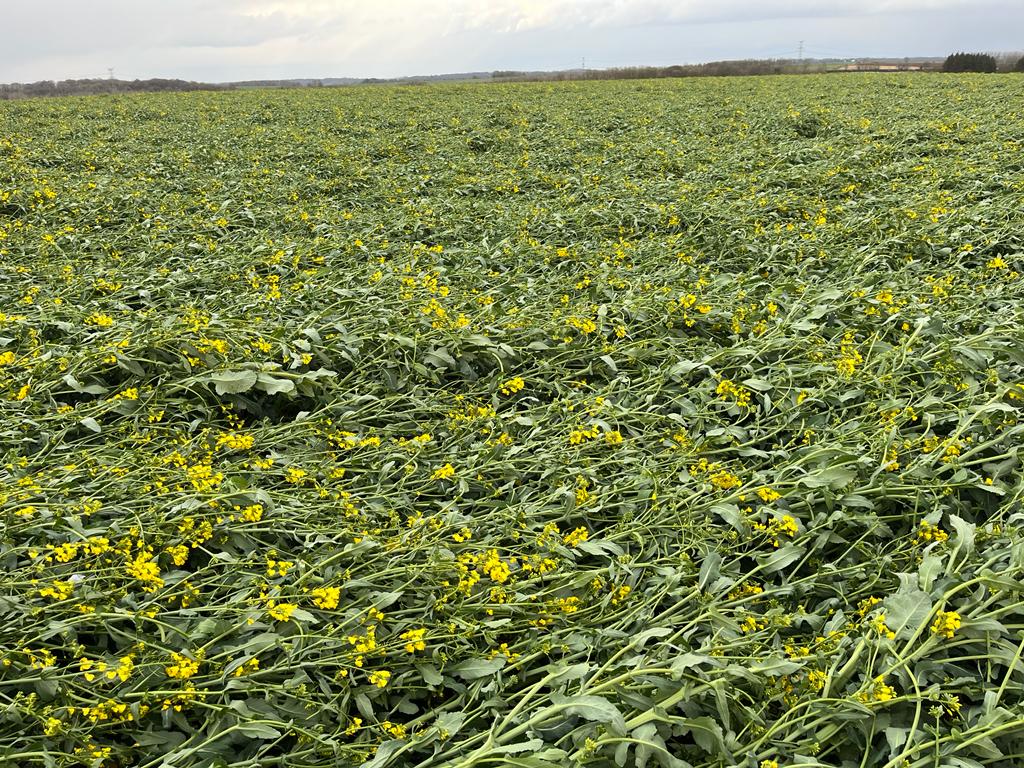 FCroutte's tweet photo. @JeremyS_FMC @terresinovia @FopProducteurs @DEKALB_FR @NatUp_groupe @ServtecPvNORIA @paulD_FMC @ThomasR_FMC @CharlotteB_FMC @Pleinchamp En effet, difficile d'estimer les pertes...
Le colza compense, mais dans cette situation du 62, il va forcément en manquer un peu 🤔 https://t.co/hKeWXWVjK0