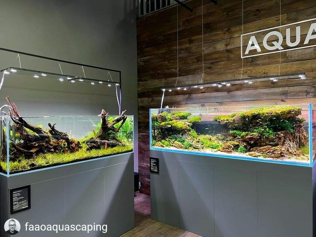 aquaflora_nl's tweet photo. Update of the 150x50x50cm old school nature aquarium scaped by Filipe one month ago during a live aquascaping event at the grand opening of the Aqua Show shop in Warsaw, Poland!
#Aquaflora #aquafloradesign #aquascaping #aquascape #aquarium #aquafloraateam #ateam #faao #Aquashow https://t.co/cwow7pDmBv