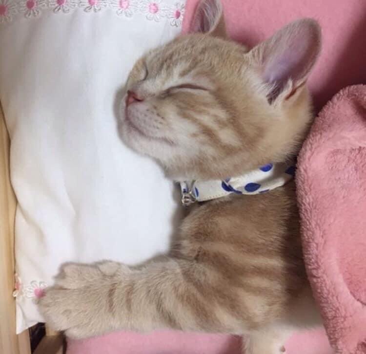 kimi 𐚁 ྀིྀིྀིྀིྀི (@piinkimi_) on Twitter photo 