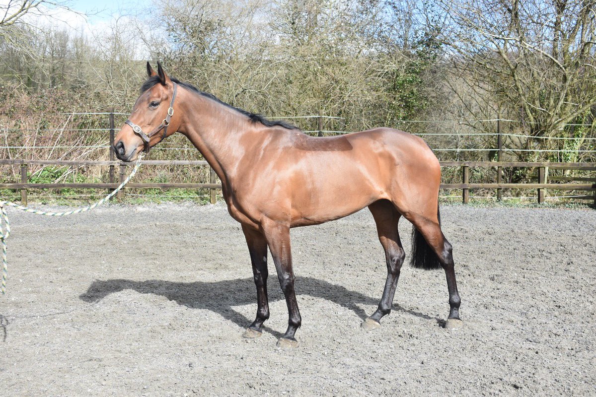 LodgeStables's tweet photo. Good luck to the new owners of Valereum Bridge as she goes on to her next job with @RebeccaEMenzies sold by @LodgeStables trained by @Joshua_N3wman @Aruba_Island #fameandglory #onefromone https://t.co/tZ6ySAvEQu