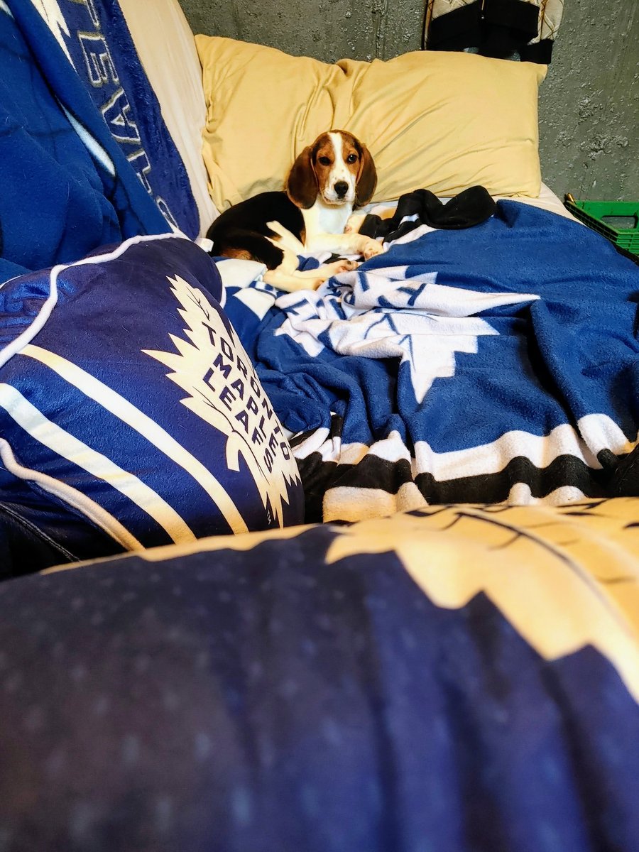 cathyd1972's tweet image. Our new baby boy Blaze 😍. Gonna be a leafs fan!!