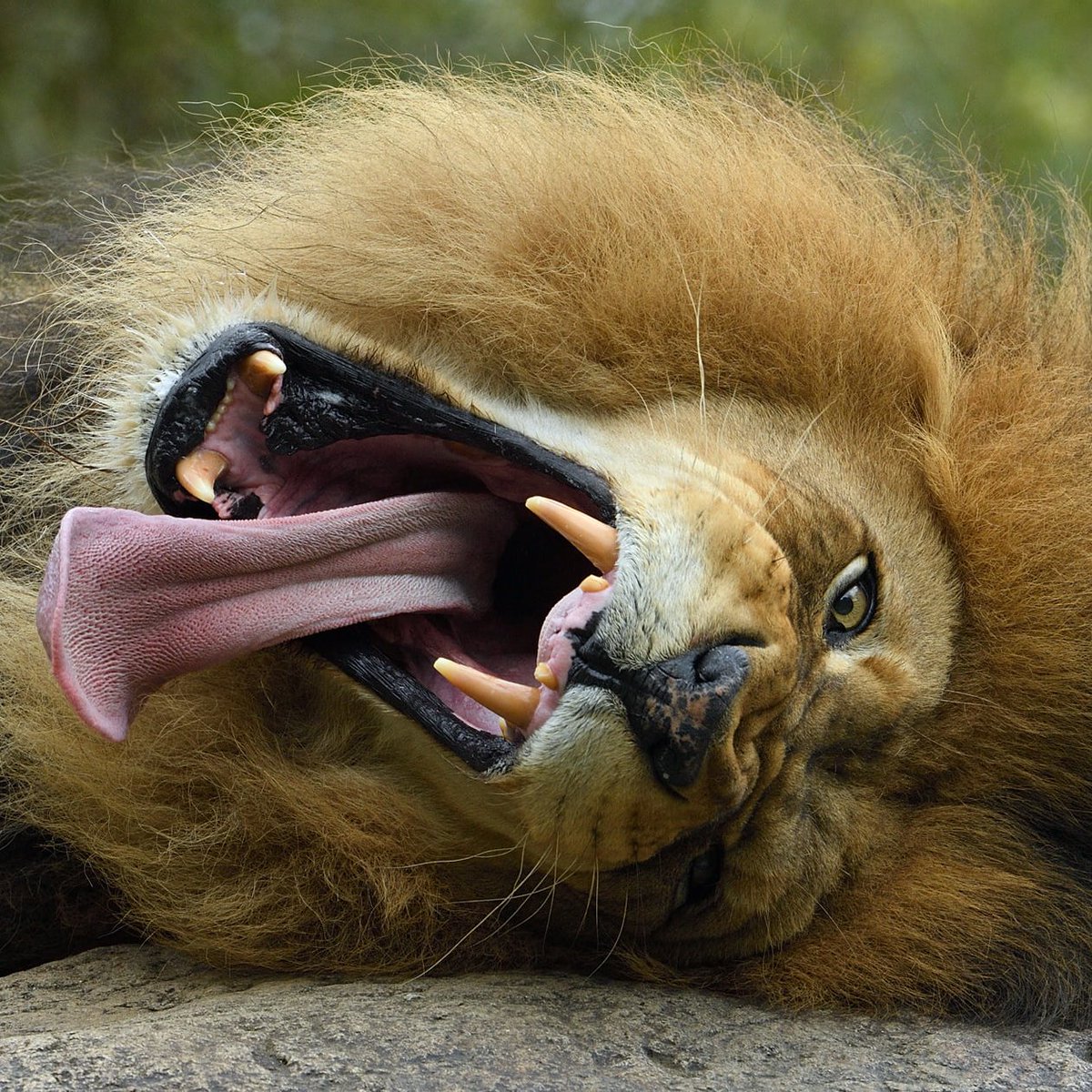 When you're asked to do anything before your morning coffee...
📷:Debbie Beals