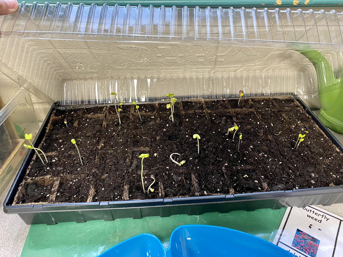 epolomskyprek's tweet photo. We are growing flowers and veggies for Mother’s Day. SweetyPie is growing new sproutlets from when we carved her in the fall. Our tomatoes look great! We love gardening in the spring. #MBEUnity
#mbeisfamily 
#mbebears
#mbebears2021
#lighttheway
@HumbleISD_PREK
@HumbleISD_MBE https://t.co/MmKHT926u5