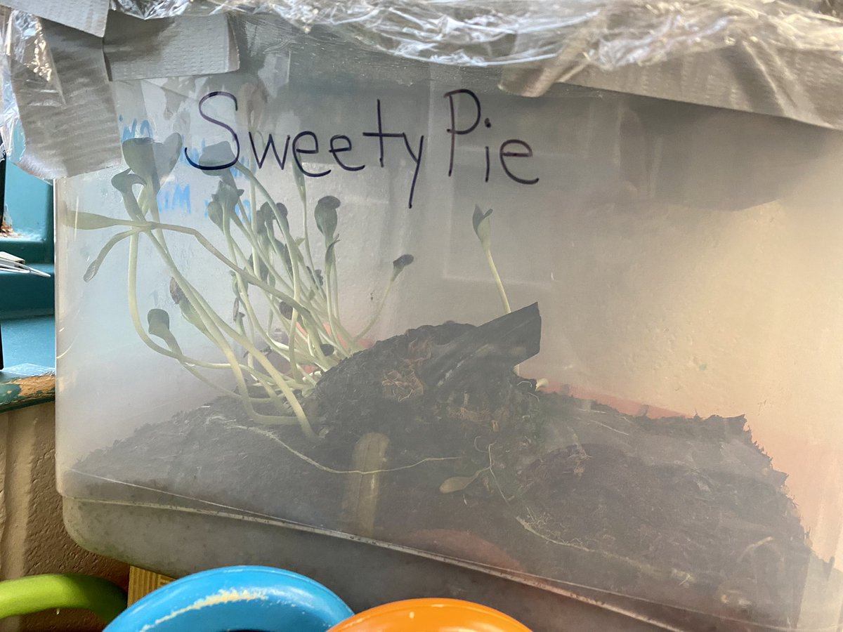 epolomskyprek's tweet photo. We are growing flowers and veggies for Mother’s Day. SweetyPie is growing new sproutlets from when we carved her in the fall. Our tomatoes look great! We love gardening in the spring. #MBEUnity
#mbeisfamily 
#mbebears
#mbebears2021
#lighttheway
@HumbleISD_PREK
@HumbleISD_MBE https://t.co/MmKHT926u5