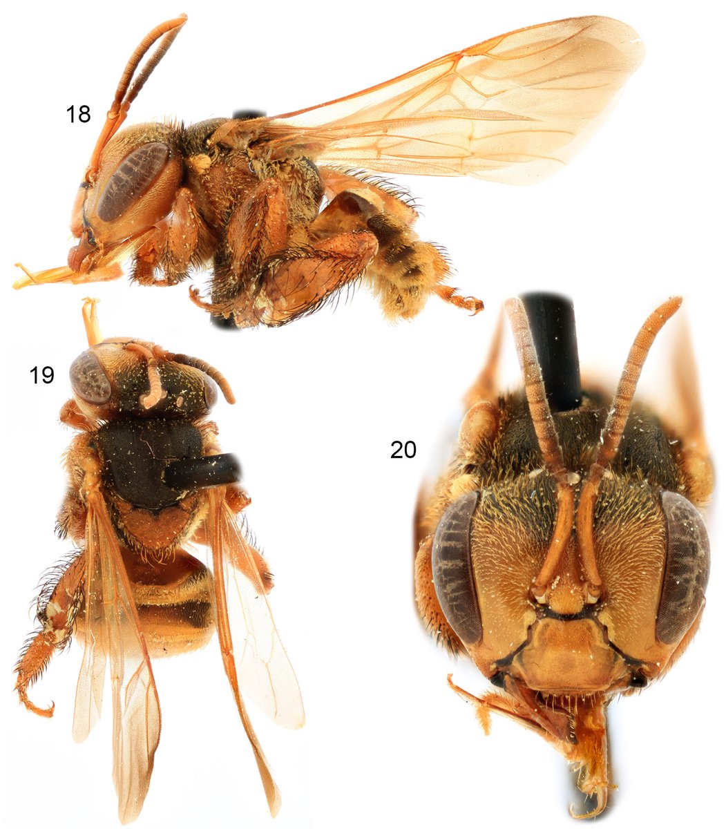 Peter Kuper tweet media