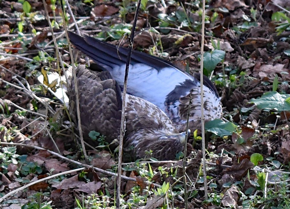 RaptorPersUK's tweet photo. Buzzard &amp; red kite suspected poisoned on a North Dorset shooting estate.

What the hell, @dorsetpolice @ZacGoldsmith ??

https://t.co/9hKbsJklki https://t.co/fODZ9LxlRc