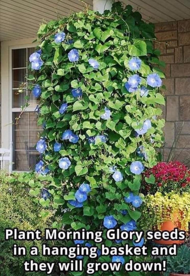 Good morning to you - try planting it’s relaxing