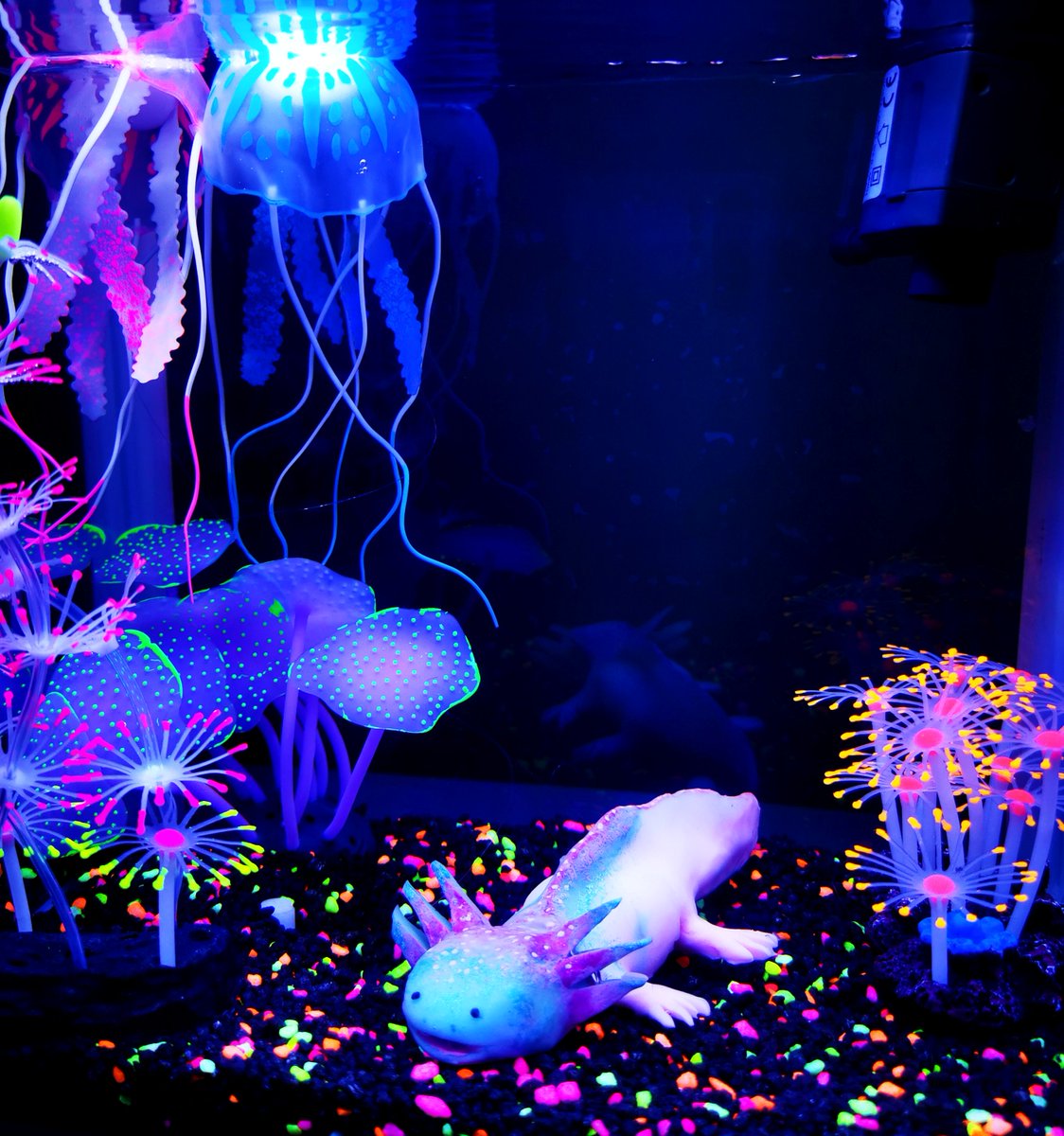 AtelierNear's tweet photo. A new friend! I love axolotls, but real ones are very delicate, so... here's the next best thing! https://t.co/i5cPedM2e5