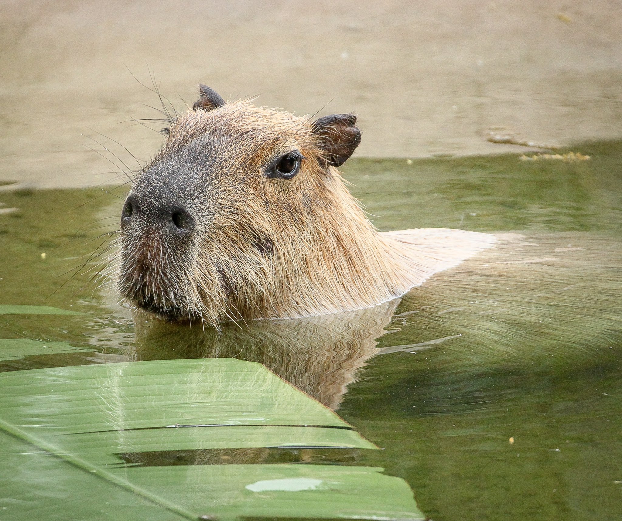 Largest Rodents in the World