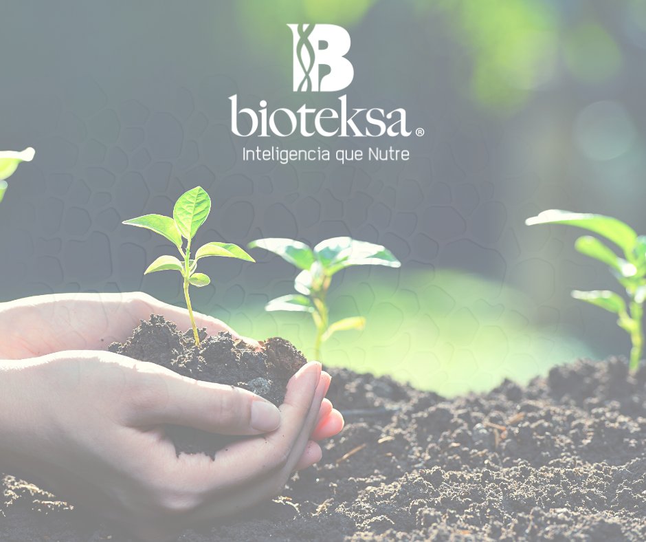 BioteksaJimenez's tweet photo. El nuevo paradigma para la #recuperacióndesuelos, hyperproducción agrológica de #cultivossustentables y la inocuidad trazable de #alimentosvegetales.
¡𝗡𝗼 𝗱𝗮ñ𝗲𝘀 𝘁𝘂𝘀 𝗰𝘂𝗹𝘁𝗶𝘃𝗼𝘀, 𝗴𝗲𝗻𝗲𝗿𝗮 𝗽𝗿𝗼𝗱𝘂𝗰𝘁𝗼𝘀 𝗱𝗲 𝘃𝗮𝗹𝗼𝗿! 🌱
Conoce más: https://t.co/muweOmAM6l https://t.co/AipGTf7ynx