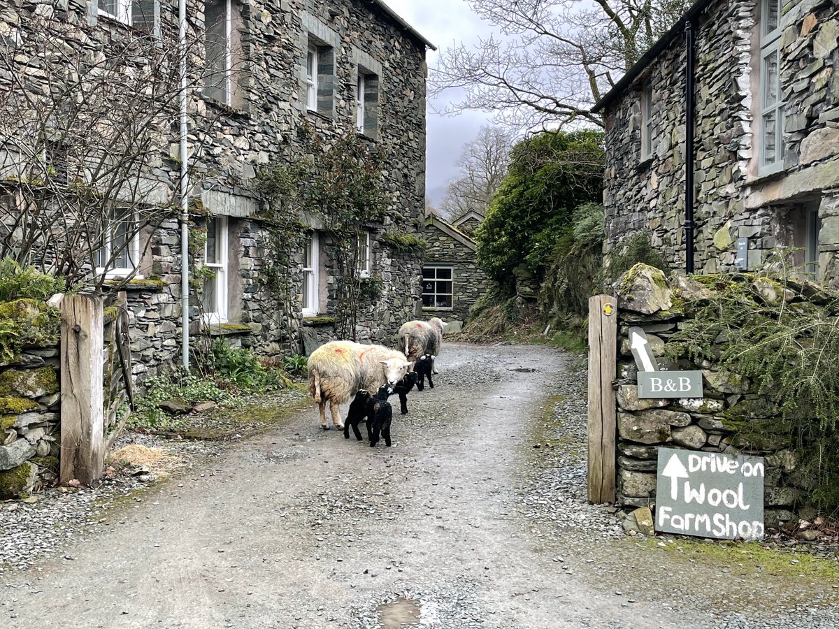 Crookabeck Herdwicks tweet media