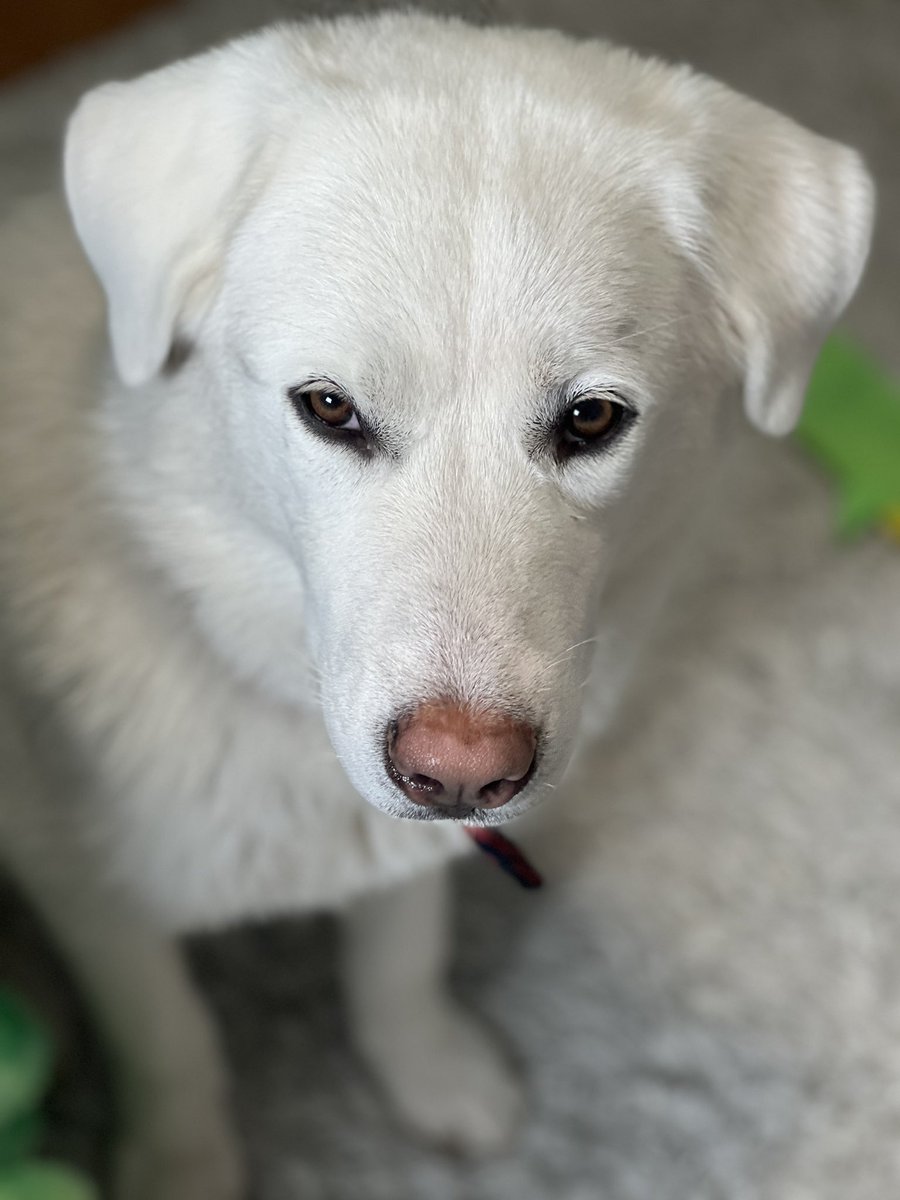 Kianna_Sin's tweet photo. Cookieโค๏ธโค๏ธโค๏ธโค๏ธ #DogsofTwittter #AbsoluteAngel https://t.co/CrKAZPZ3oB