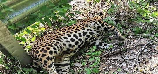 Van decenas de jaguares atropellados en carreteras del sureste por tratar de huir al #ECOCIDIO ocasionado por los caquistas con su tren de la muerte, que ha irrumpido y destruido la biodiversidad del sureste. #SelvameDelTren