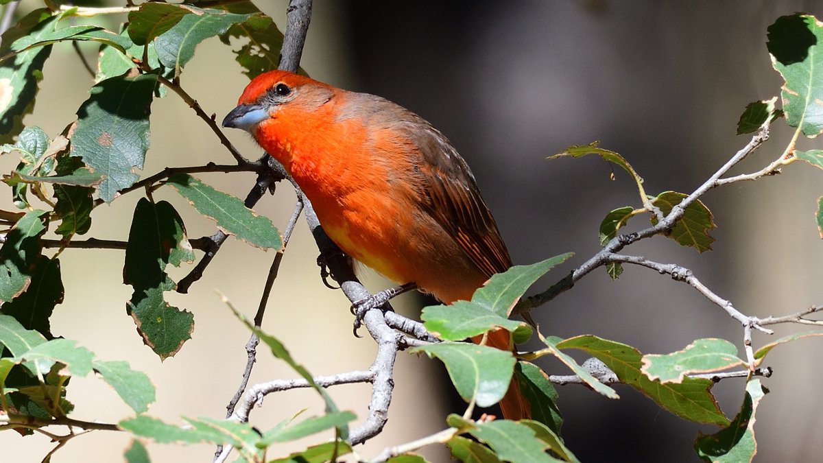 Explore_Cochise's tweet photo. Southwest Wings Birding and Nature Festival is Arizona’s oldest birding festival. Since 1991 they’ve been offering small group trips through monsoons, droughts… even a global pandemic! Happening August 3 - 6, 2022. Register today at https://t.co/WauohGCTzj.
#MyCochiseAdventure https://t.co/pCX6obrsPw