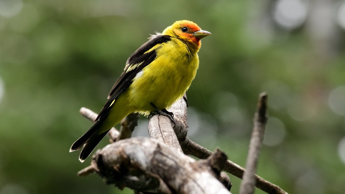 Explore_Cochise's tweet photo. Southwest Wings Birding and Nature Festival is Arizona’s oldest birding festival. Since 1991 they’ve been offering small group trips through monsoons, droughts… even a global pandemic! Happening August 3 - 6, 2022. Register today at https://t.co/WauohGliaJ.
#MyCochiseAdventure https://t.co/PEp9Nt7fR6