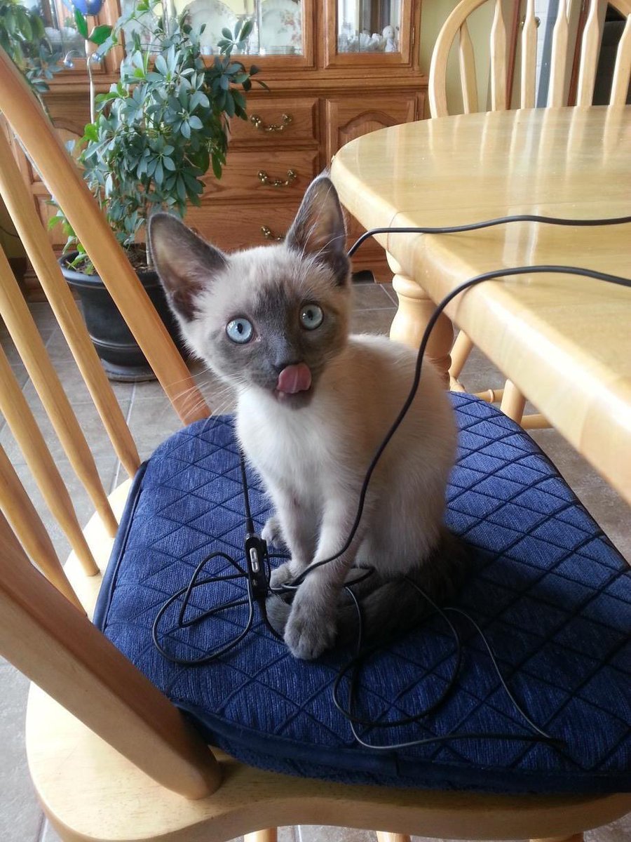 xSky___'s tweet photo. @NHSCats This is Sammy, sometimes he likes to eat wires, today he got a bit tangled. #FeatureMyCat https://t.co/CKlqh7ur1T