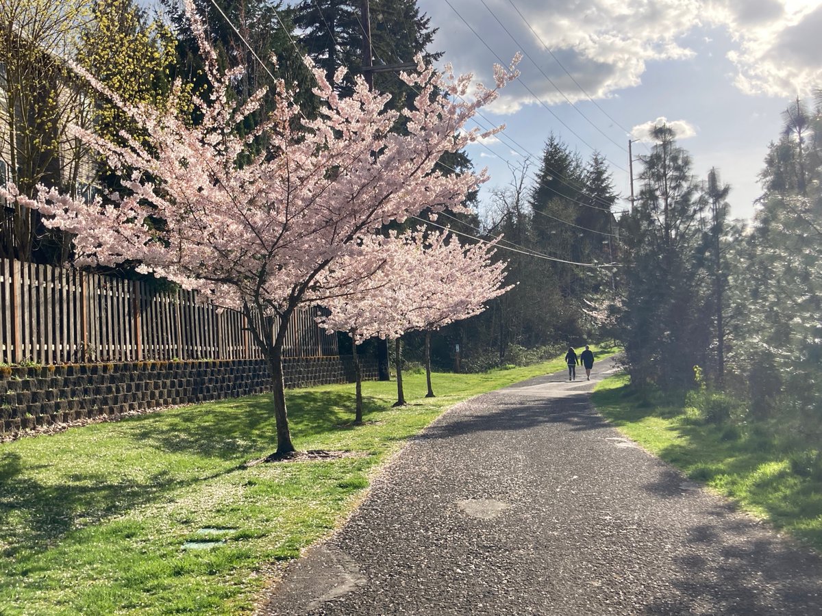 selftaughtjapan's tweet photo. A few random Sakura blossoms along a path near Progress Ridge shopping center in Beaverton, Oregon. Generally the Sakura in Oregon are fewer than Japan, but they are still beautiful.

#sakura #hanami #blossoms #beaverton #oregon #progressridge @ProgressRidge #花見 #桜 https://t.co/CaJlGEw3fY