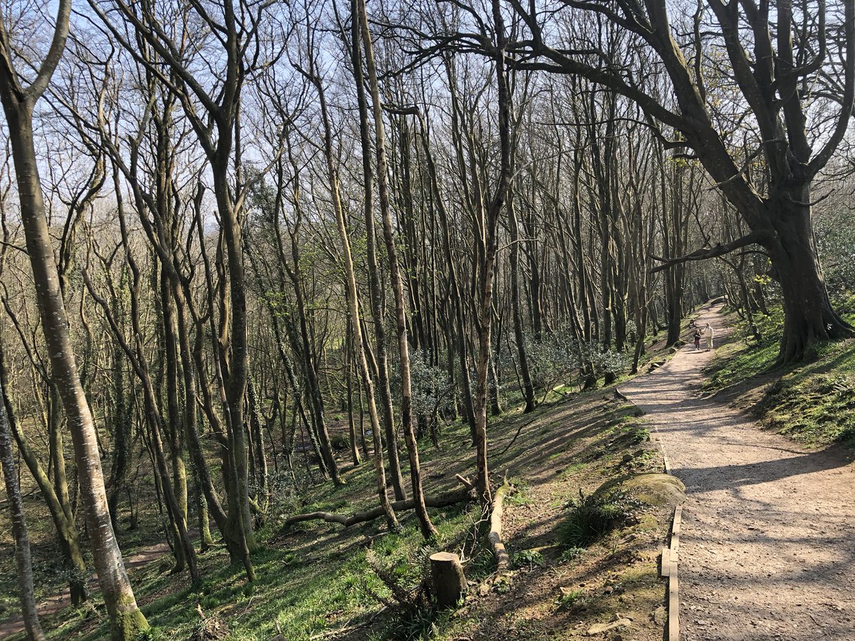 Bosahan woods near Constantine. Peaceful and tranquil afternoon walk a couple of weeks ago. @ILoveCornwallUK @iwalkc @CornishRambling @Kim83539559 @gosia_bal @HelfordRiverCr @HelfordRiver @CornwallAONB @DrinkfinderUK @Guys_page @FalmouthTownUK