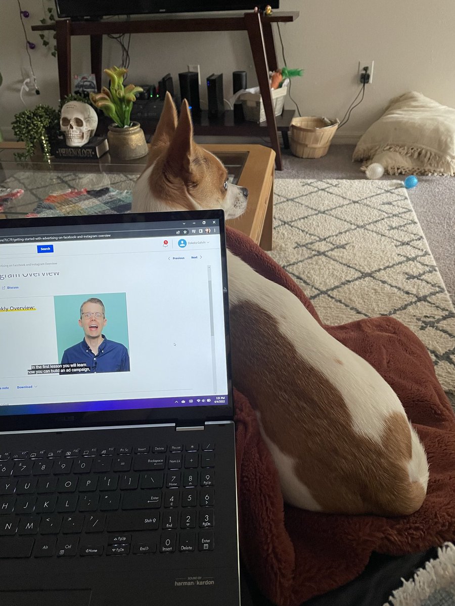 PhantomJukebox_'s tweet photo. Ziggy is a cr*CK head but she’s really sweet when she knows you’re not feeling well 🤧 #petsofpodcasting https://t.co/slqkbLYqDs