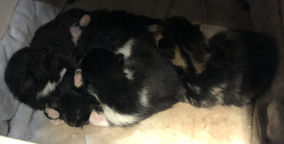 yuckhumankisses's tweet photo. This is from today at 5 days old
#PawsWatch, #rescued, #fostertoadopt https://t.co/tFLXPeX1fp