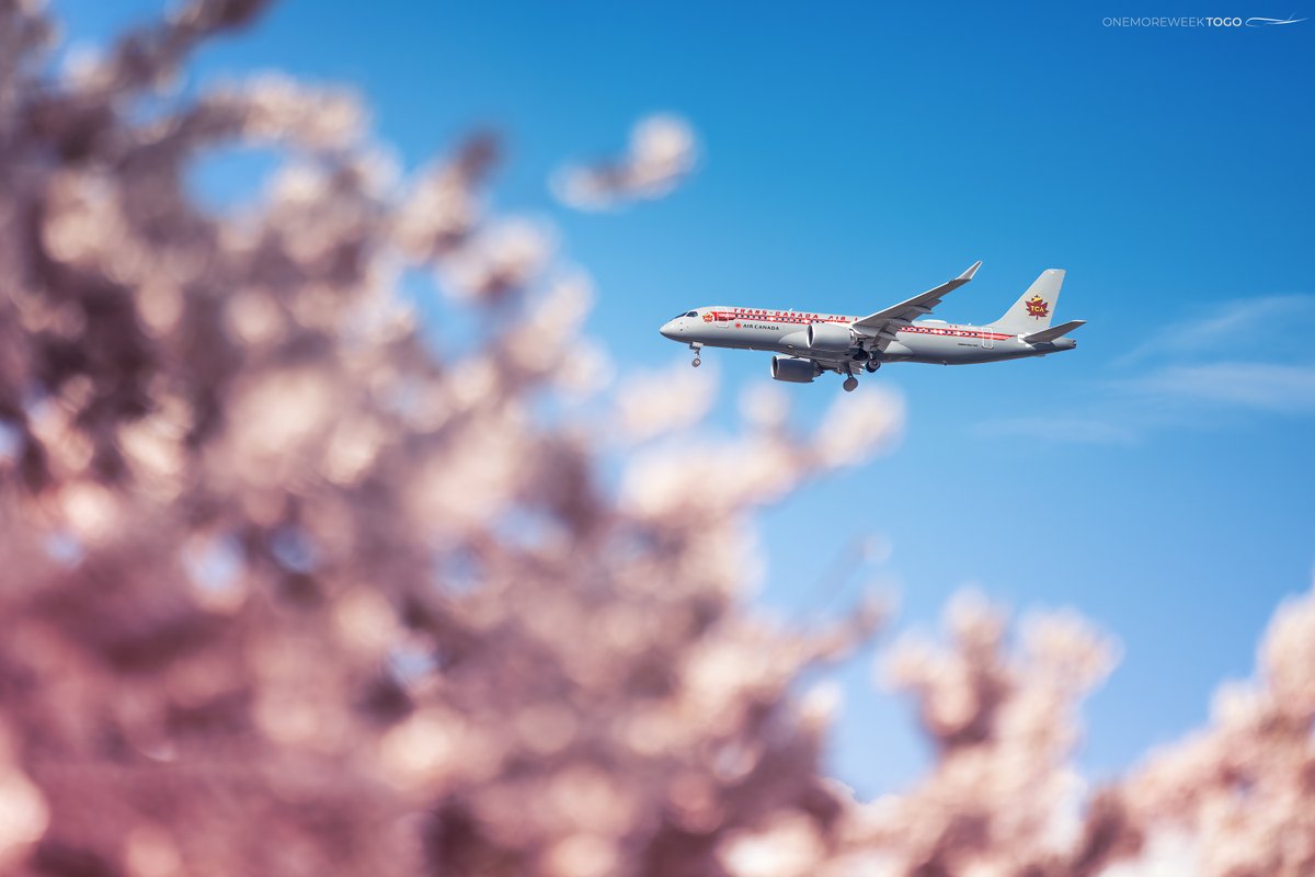 Spring is in the air. 🌸 @AirCanada TCA Retro A220 flying past some of Vancouver's #cherryblossom trees while on approach into @yvrairport. #avgeek #aviation #aircanada #aviationphotography #airliner