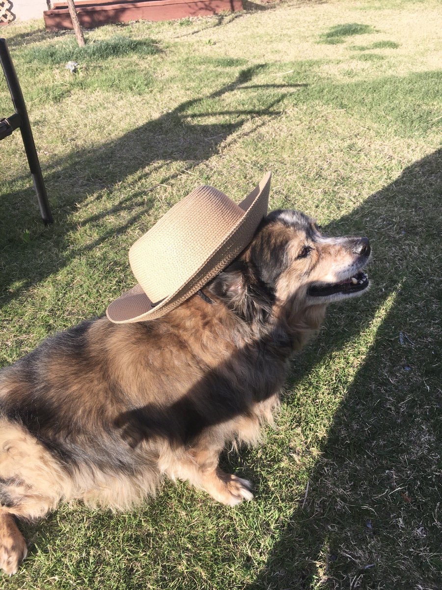 All4ChristUSA's tweet photo. My 12 year old pooch! Australian Shepherd/ Corgi mix 😃 Post your lovely pet pictures! What kind of pets do you have? 😃
#australiancorgi #corgimix https://t.co/VM1h0QmvD8