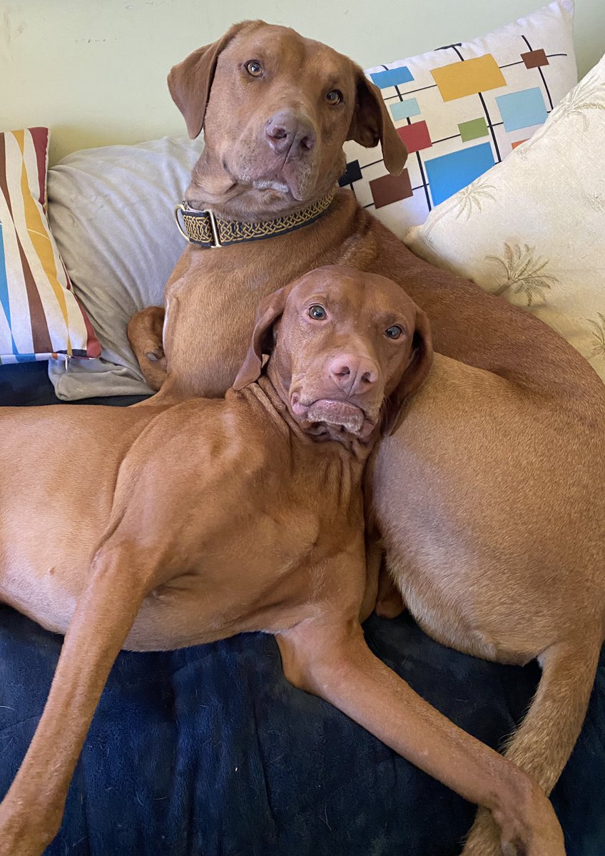 Khal Doggo & Po-Bear tweet media