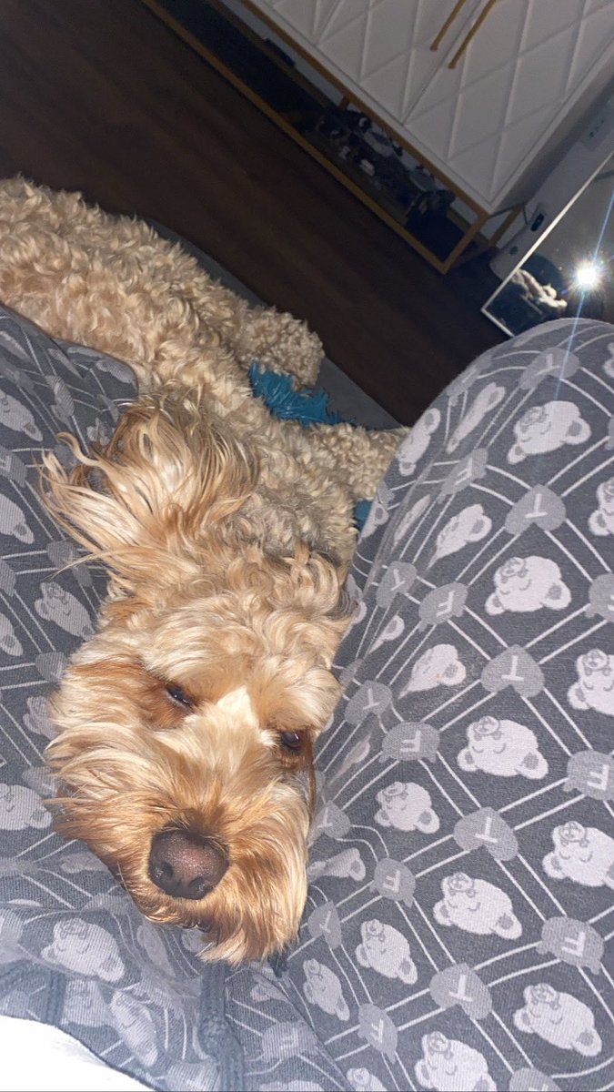 Scout wants to reach 2000 followers on his Instagram. He’s asking if you can please follow him if you don’t already?🥺 

instagram.com/scoutwilde