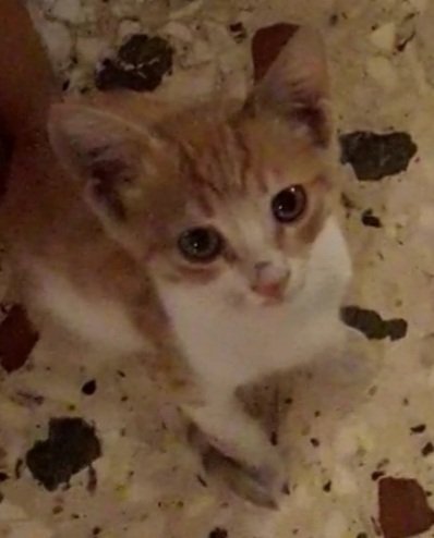 MissLiLiMonster's tweet photo. #Παγκοσμια_Ημερα_Αδεσποτων_Ζωων https://t.co/SLbuYYzQYP