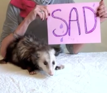 PossumEveryHour's tweet image. 