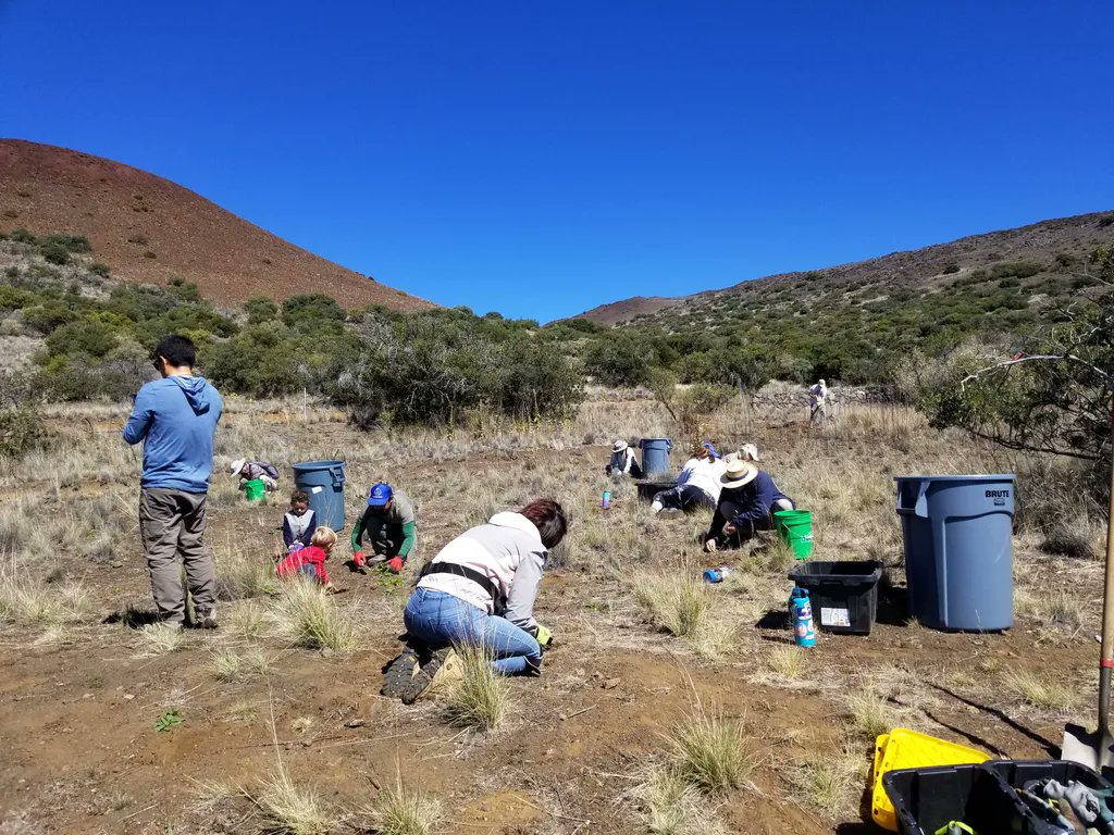 malamamaunakea's tweet photo. Saturday we had our first public weed pull event in 2 years! 14 volunteers &amp; 3 staff pulled 440 lbs of invasive weeds, which will reduce the spread of weeds &amp; seeds and encourage #NativePlant growth. Mahalo to our hardworking volunteers! Join us next time: https://t.co/Zv50QGl6Wr https://t.co/Ebb3YhPWCg