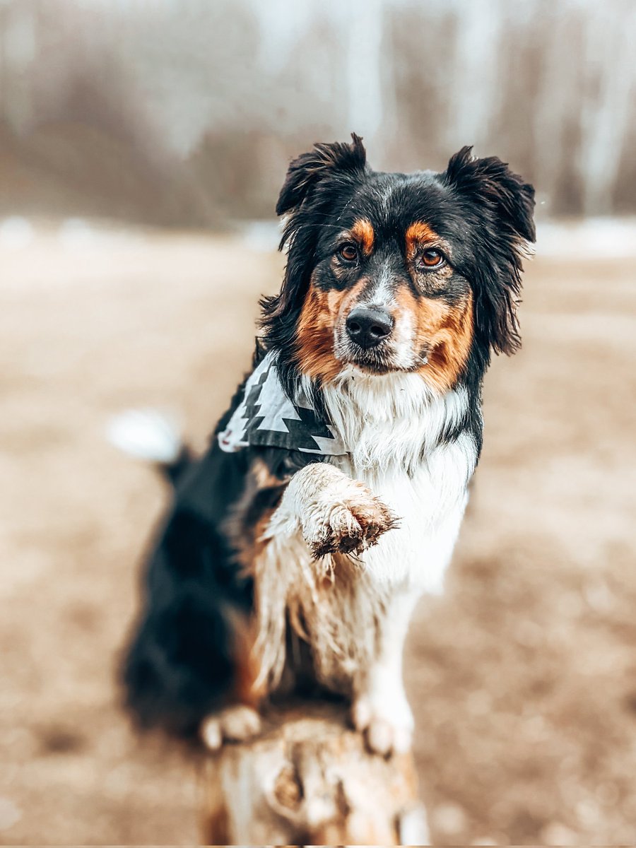 Fox + Maggie tweet media