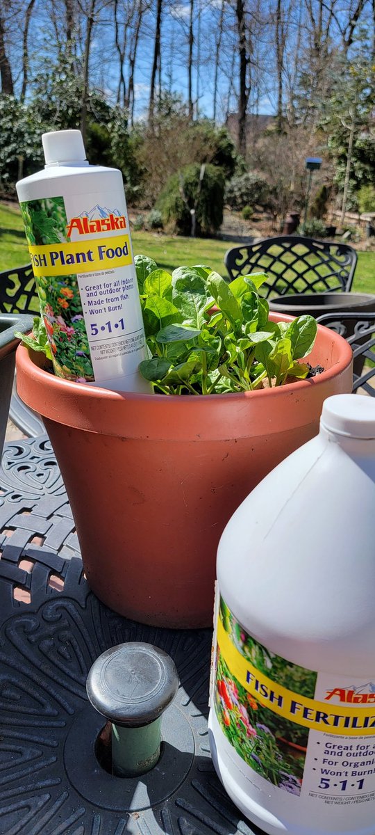 growingwisdom's tweet photo. Gorgeous day! Just finished filming a video about fish fertilizer! #brand_partner #penningtonAlaska #fishfuel https://t.co/6djQbwtlaN