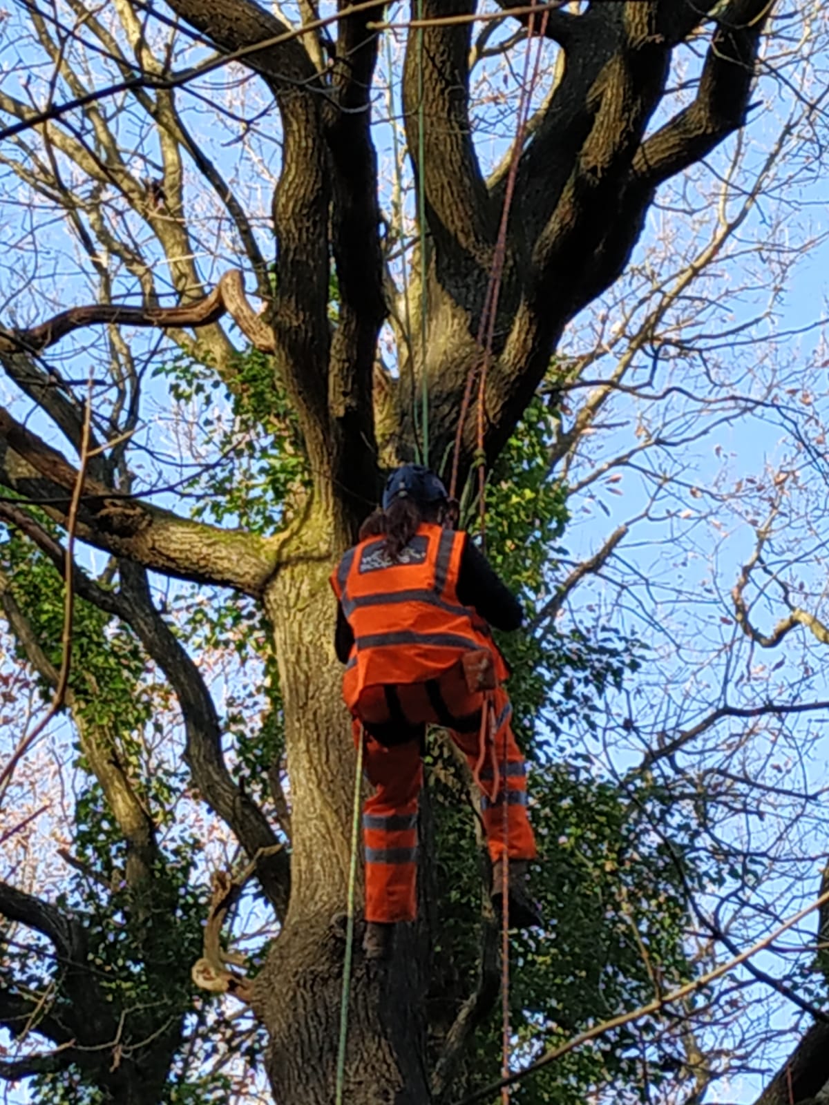 wildscapes-cic-on-twitter-we-re-recruiting-we-re-looking-for-an
