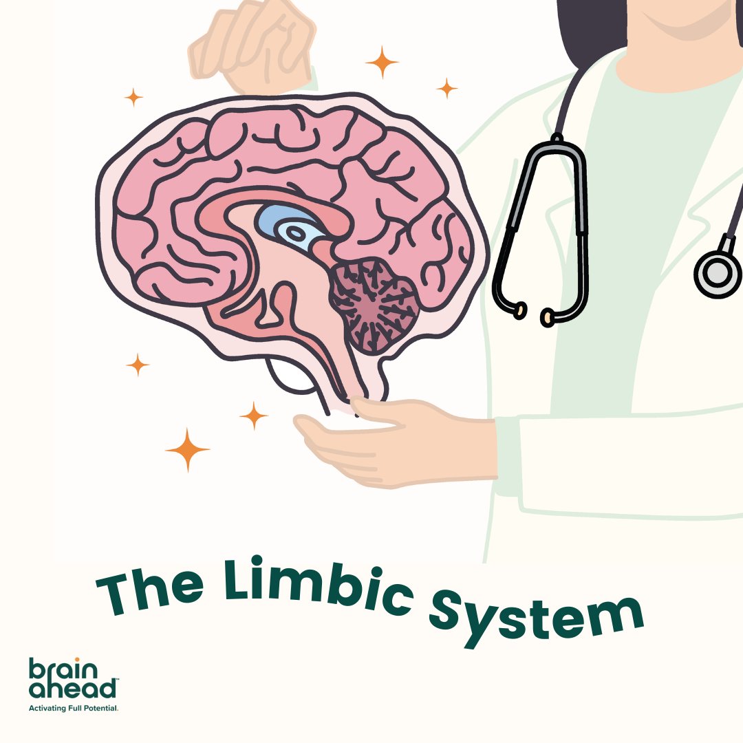 This week and next we’re going to be focusing on the #limbicsystem! The limbic system is made up of several different parts of the brain including the amygdala and hippocampus. These areas work together to help us process emotions and memories! #neuroscience #brainfacts #edtech