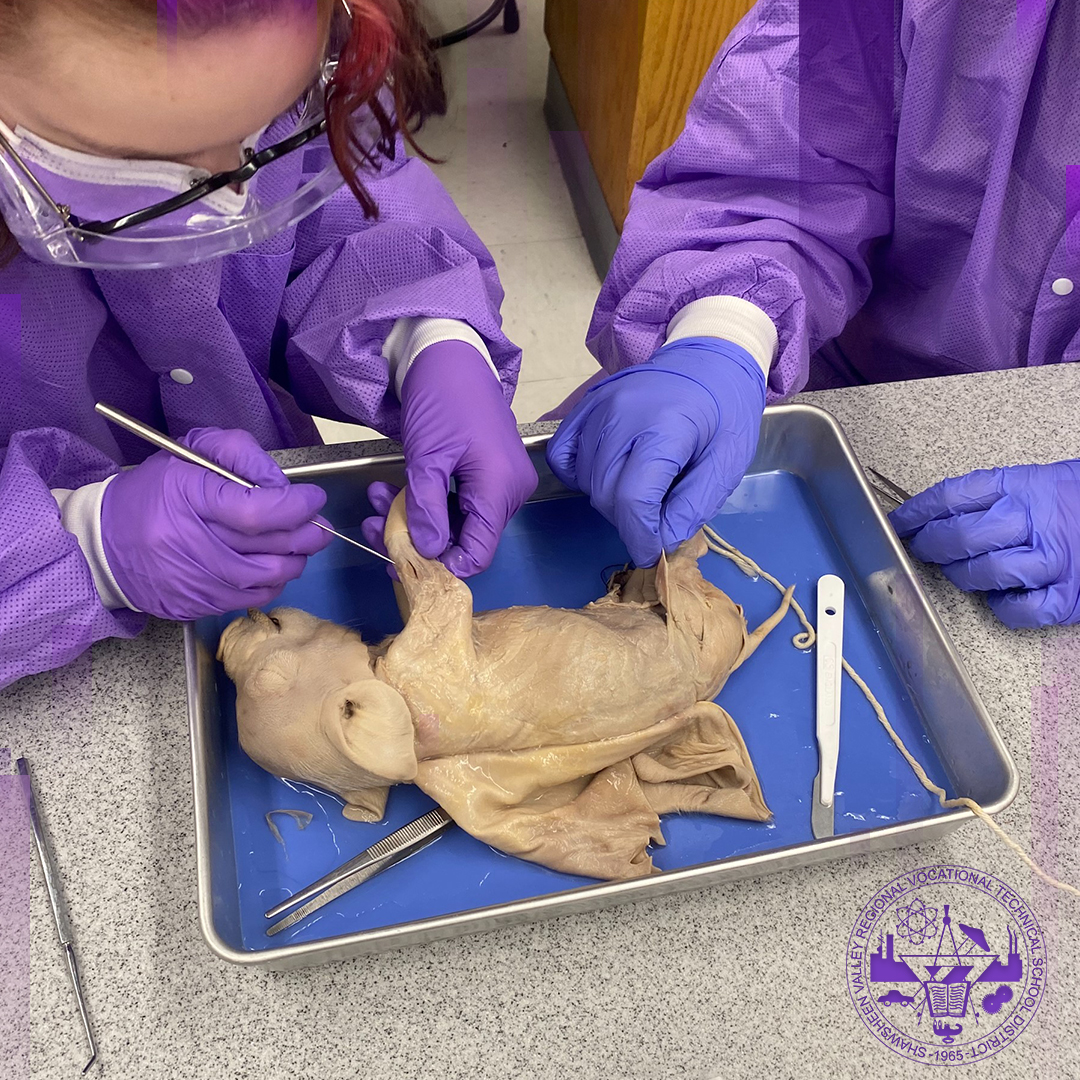 shawtech_hs's tweet photo. Anatomy and Physiology students have completed the pig dissection lab. This lab reinforced a variety of topics taught in class while providing physical examples of systems within the body. #science #pigdissection #anatomy #physiology #vocationaleducation https://t.co/KhuPlACAg4