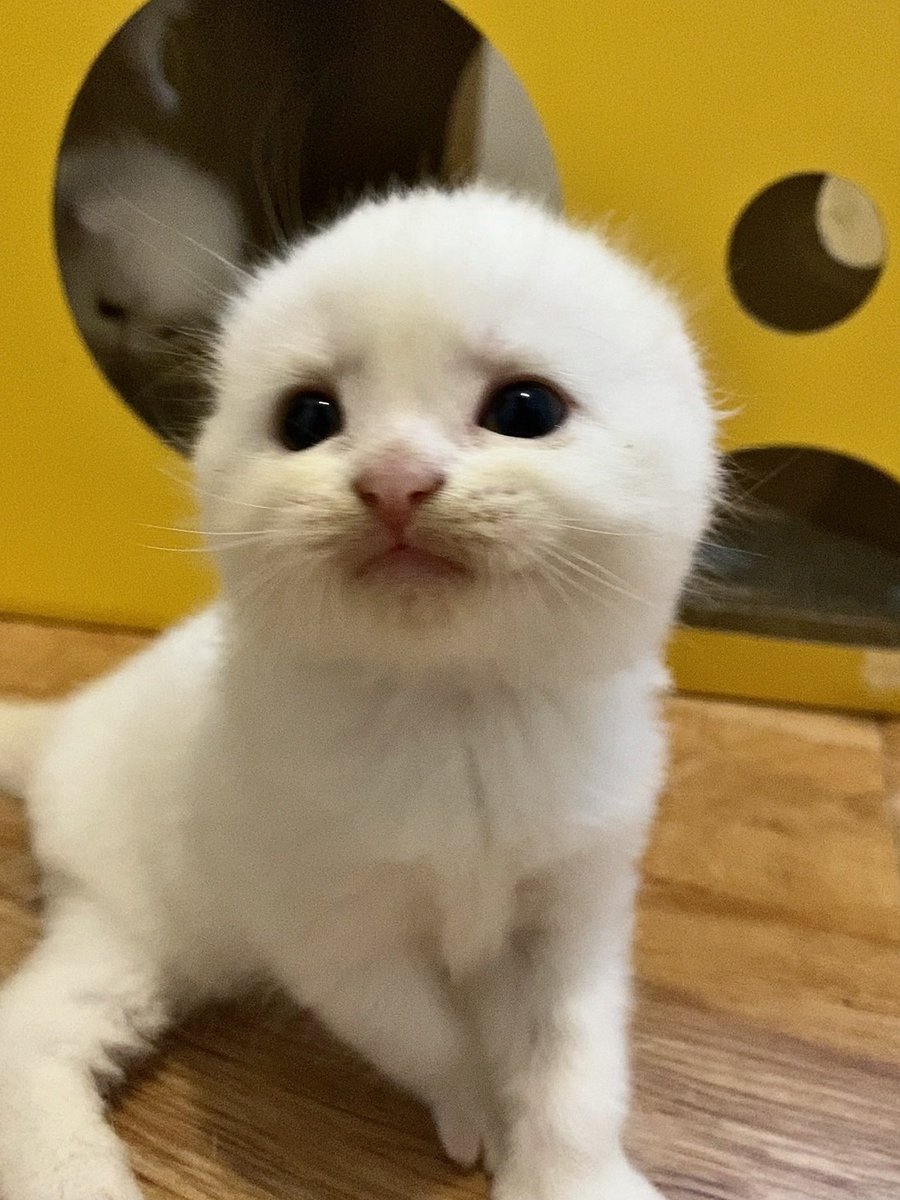 awwwfluffy's tweet photo. เจอรูป @ponyo_today  ตอนเด็กนะระมาก ไม่คิดว่าจะโตมาเป็นมิชลิน โถ่ https://t.co/SEvn3sPeIg