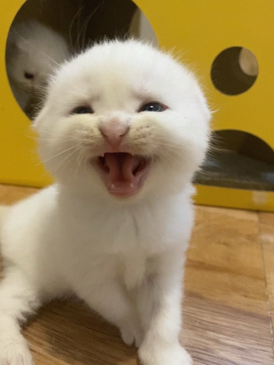 awwwfluffy's tweet photo. เจอรูป @ponyo_today  ตอนเด็กนะระมาก ไม่คิดว่าจะโตมาเป็นมิชลิน โถ่ https://t.co/SEvn3sPeIg