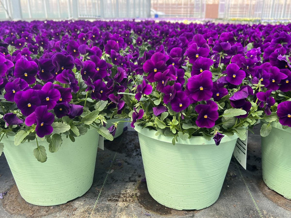 Spring 2022 in all it’s color !#spring #violas