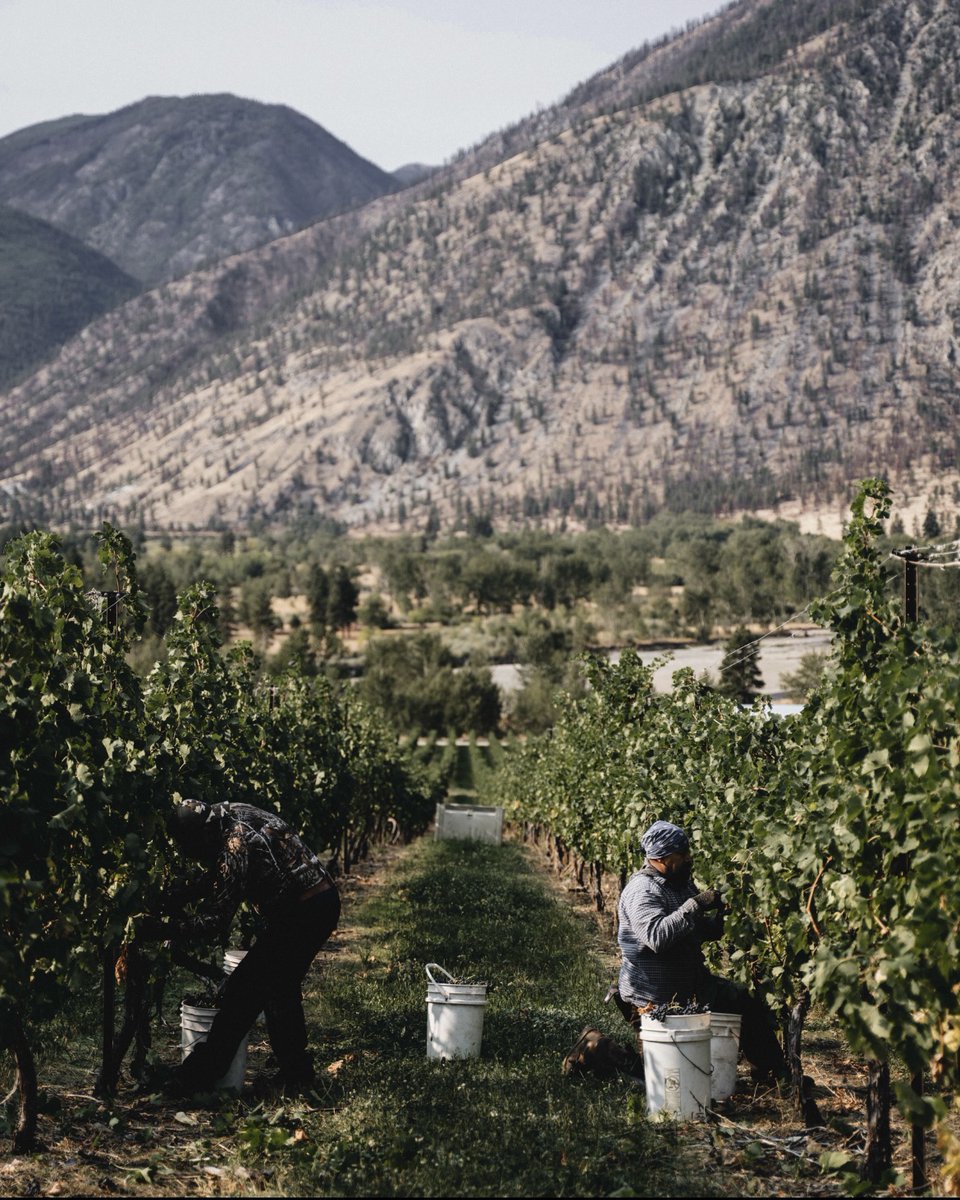 At Black Hills, we are committed to sustainable, environmentally-friendly farming and winemaking practices that lend respect to the land and its agriculture.

We have been awarded with Environmental Farm Plan Status, administered by the BC Environmental Farm Plan. #blackhills