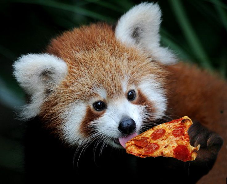 Red Panda Every Hour! (@redpandaeveryhr) on Twitter photo 
