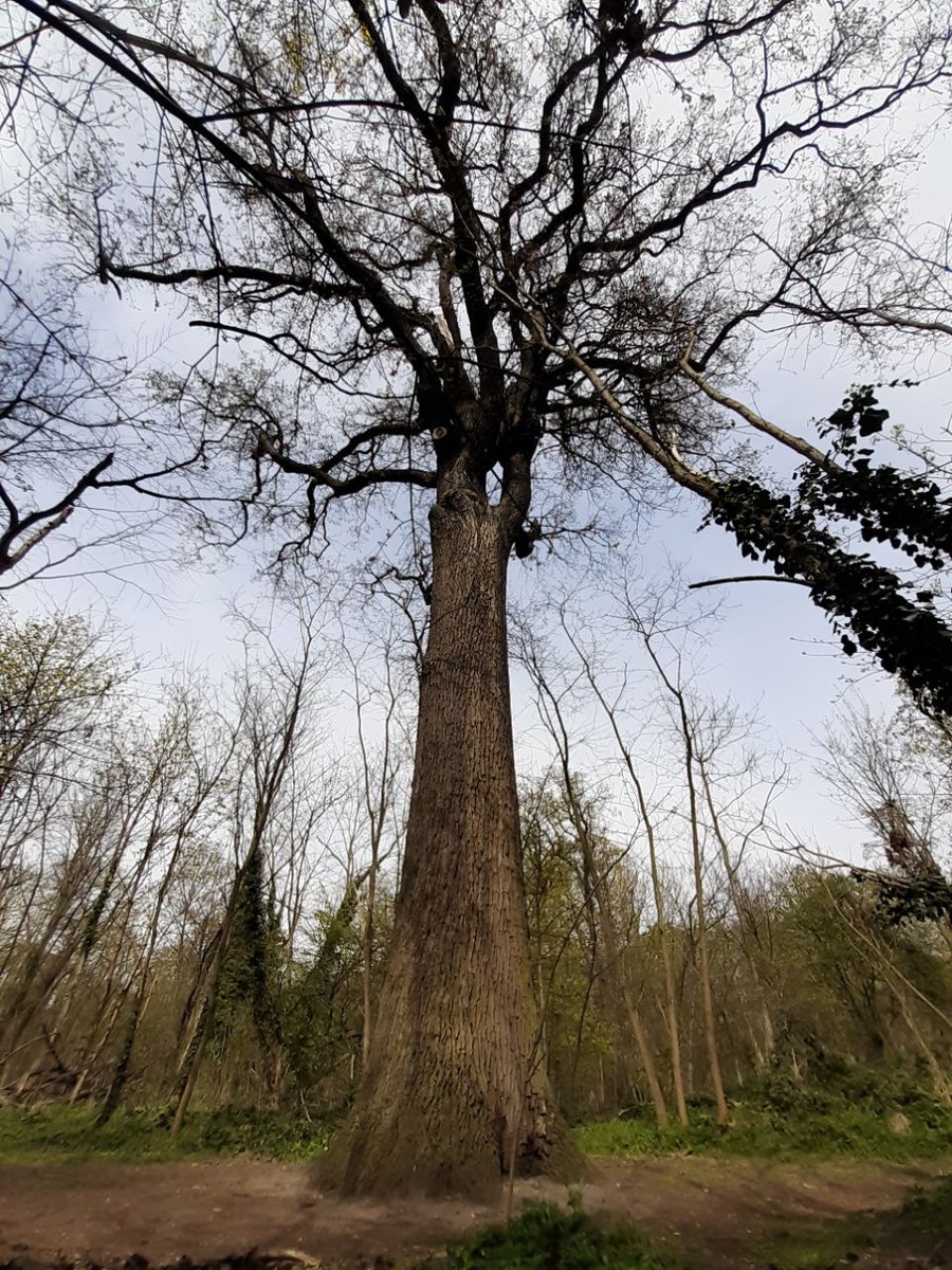 TanguiLeDantec's tweet photo. @FNE_Paris @TpambVincennes Celui-là fait presque 40 mètres de hauteur, 280 ans et quelques, expertisé par @A_ARBRES et le @GNSA_arbres, un fût droit et sans défaut, l'un des arbres les plus parfaits et les plus somptueux que vous puissiez croiser à Paris ou même en région parisienne. https://t.co/cerS6uOnHJ