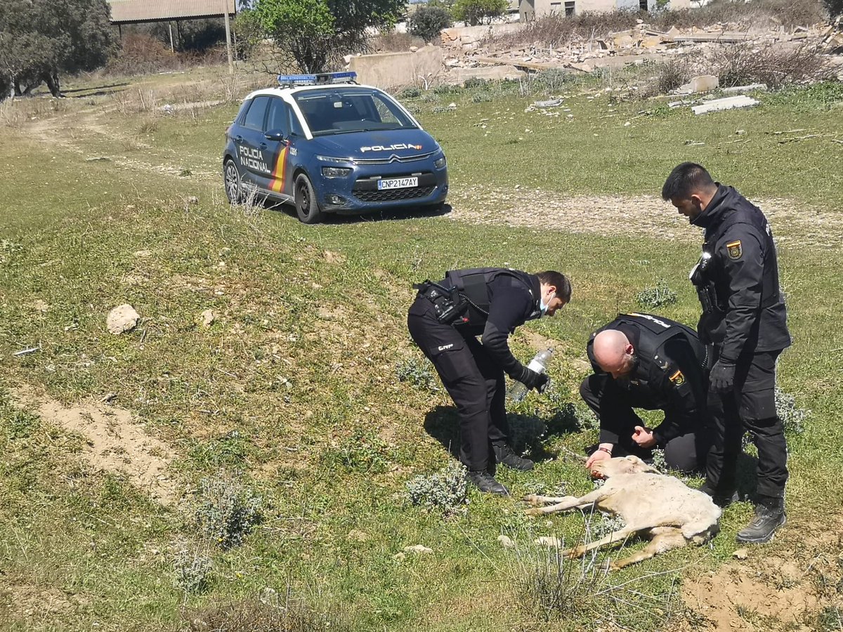 policia's tweet photo. 👏👏 La colaboración ciudadana es esencial y crea finales felices

Un vecino de #Huesca alertó a la @policia de que había visto como una oveja 🐑 se había caído a un pozo

Los agentes 👮‍♂️👮‍♂️  la localizaron, lograron sacarla del agujero, hidratarla y entregarla a su propietario 👏 https://t.co/2Dg0i2jgmv