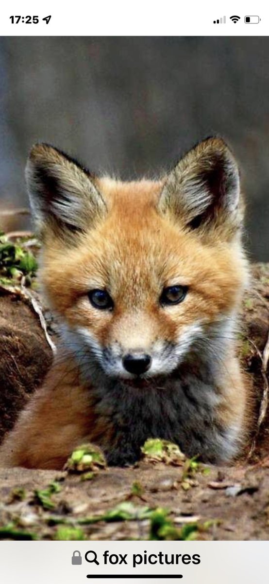 We are off to see @ChrisGPackham in Dudley tomorrow evening. Night out with the team to listen and see a true inspiration to us all 🦊🦊🦊 #Dudley #ChrisPackham #Wildlife #Fox