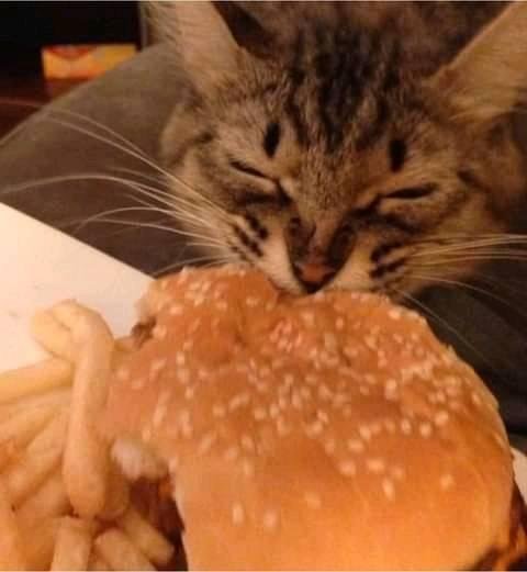 Cat munching on a hamburger