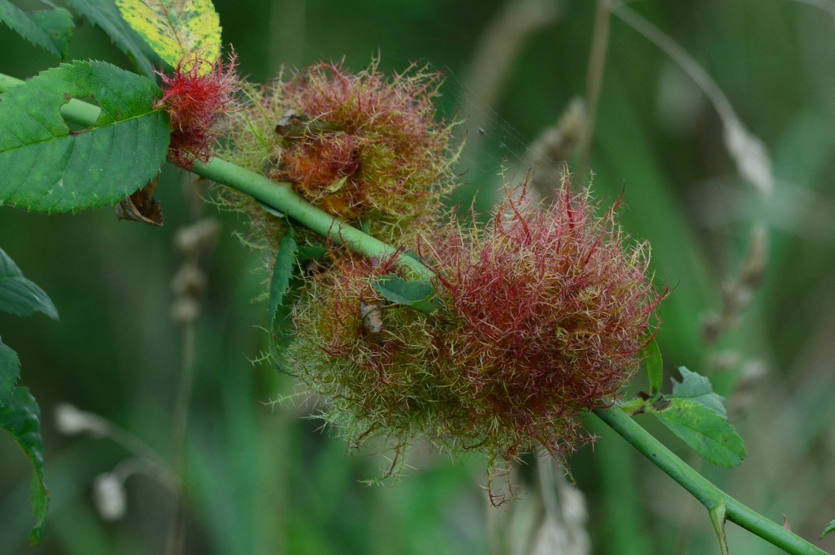 Met z'n allen plantengallen! Woensdagavond 6 april om 20.00 uur geeft Matthijs Courbois een presentatie over #plantengallen in Het Stroomhuis Neerijnen. Ook niet-IVN-leden zijn welkom! Lees meer via tinyurl.com/d6e8epzk