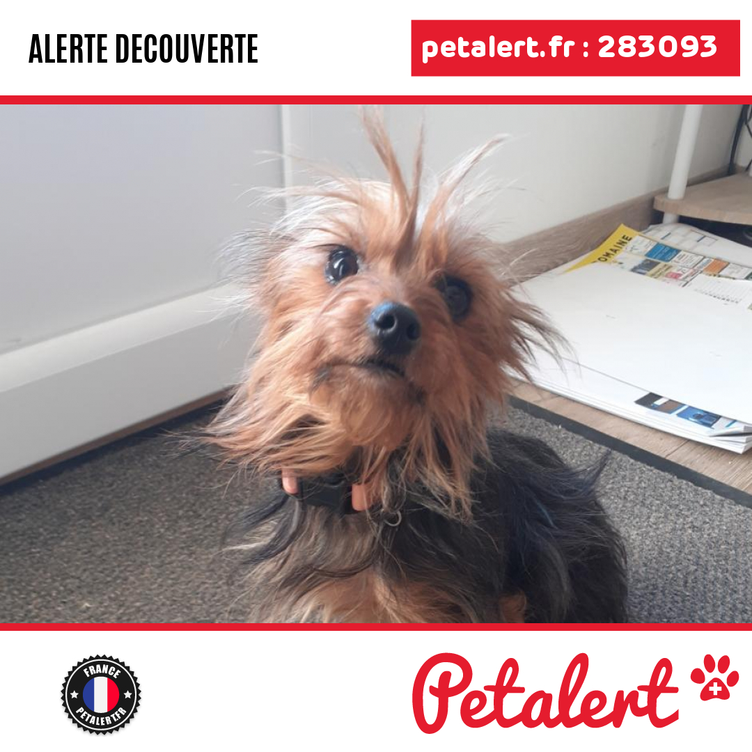 petalert_france's tweet photo. Trouvé #Chien #Vienne #Marcay #Petalert #PetAlert86 / https://t.co/dHY2UlA4BU https://t.co/ogWa4evWrk