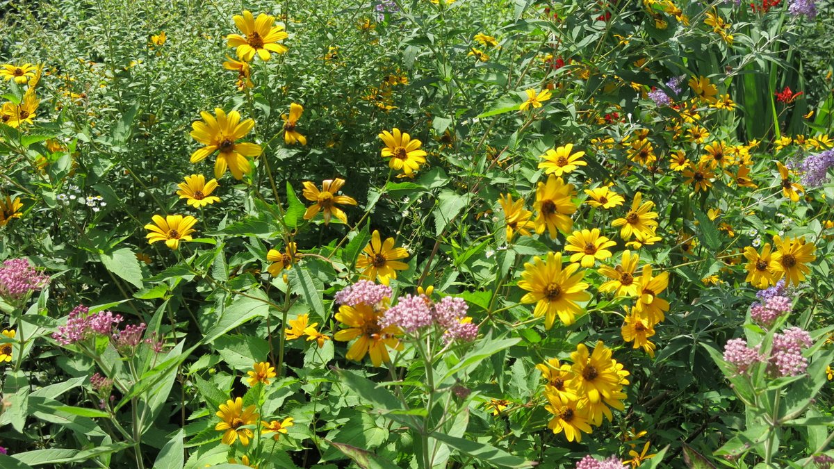 greenneedham's tweet image. Needham Community Farm Program: Landscaping with Native Plants at is.gd/lHgmbu