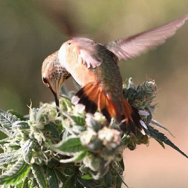 Cannabis Training University (@cannatrain) on Twitter photo 