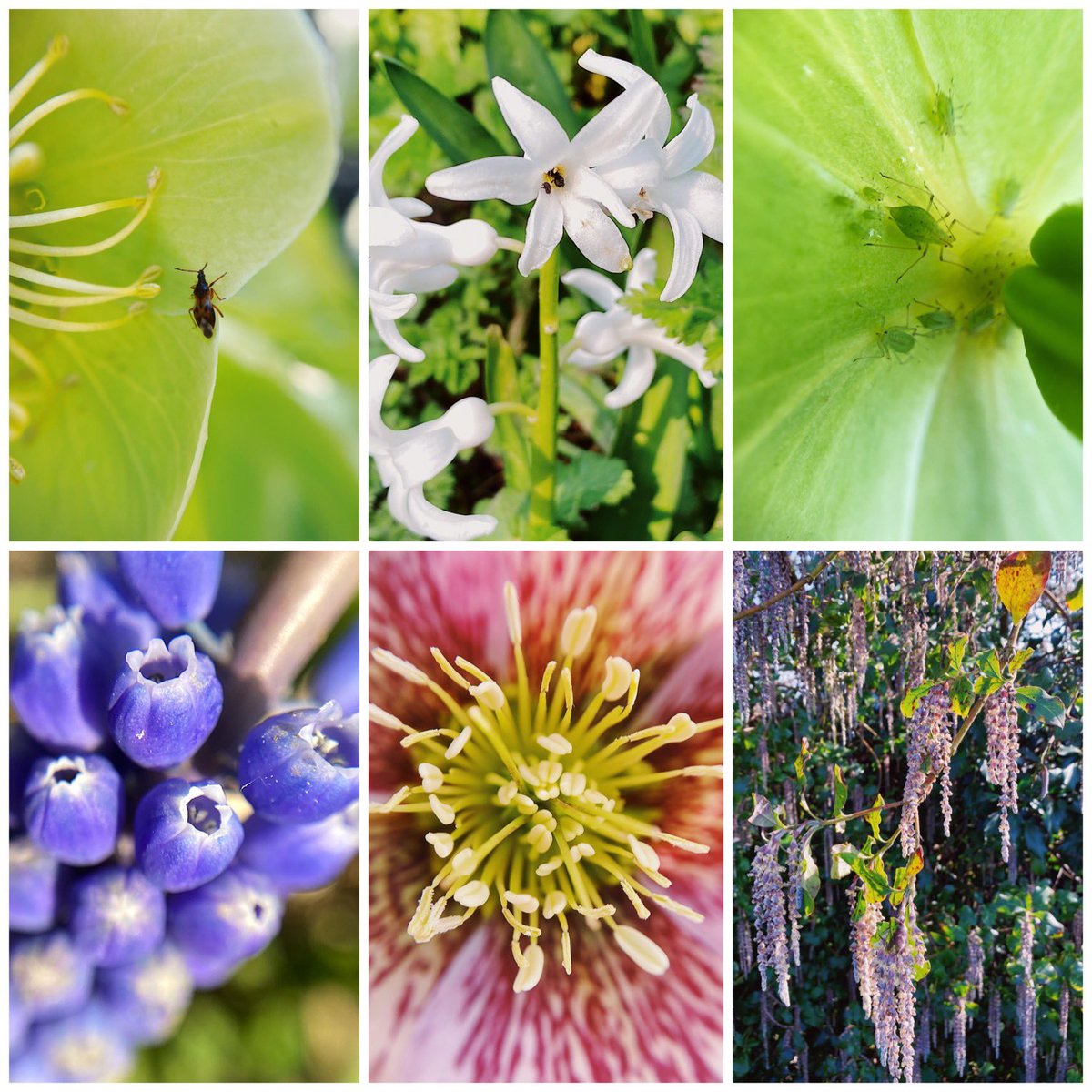 All I seem to do on my wanders is probe stuff with my magnifying lens and then make montages ☺️ #spring